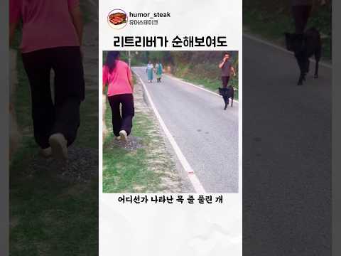 리트리버가 순해보여도 주인이 위험한 순간 달라지는데