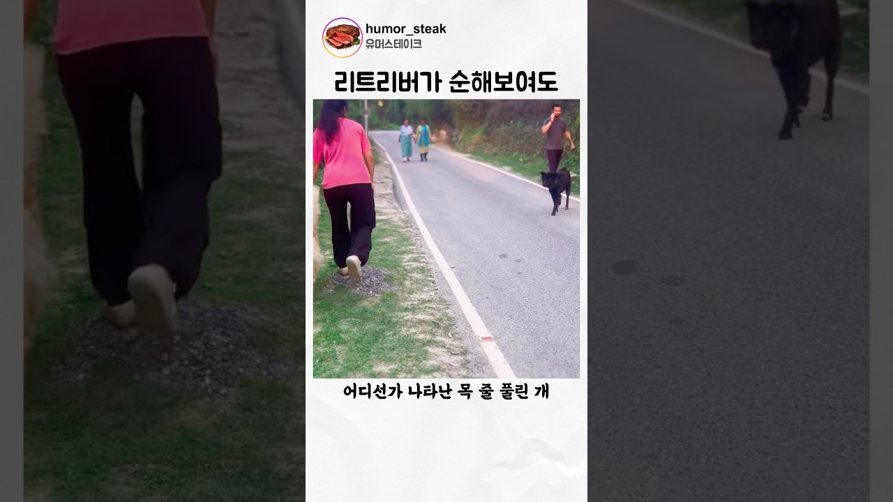 리트리버가 순해보여도 주인이 위험한 순간 달라지는데 썸네일