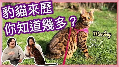 【貓咪日常】豹貓與家貓大不同｜你又知道幾多？｜英國生活｜寵物移民 - 天天要聞