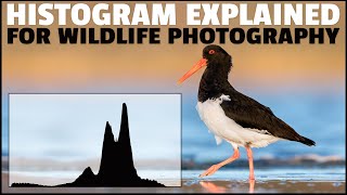 HISTOGRAM Explained For WILDLIFE Photography  How To READ Histograms For Correct Exposure