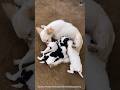 Unconditional Love 🐶 | Mother Dog’s Beautiful Moment With Her Little Puppies ❤️