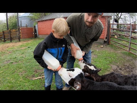 Raising Bottle Calves