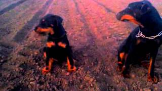 Tisa I Faruk 4Mes 16.04.2015