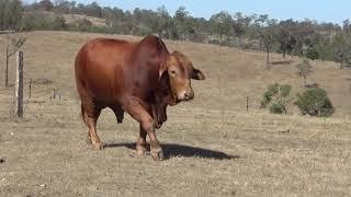 Vale View Cam 2 - Lot 277 Droughtmaster National Bull Sale