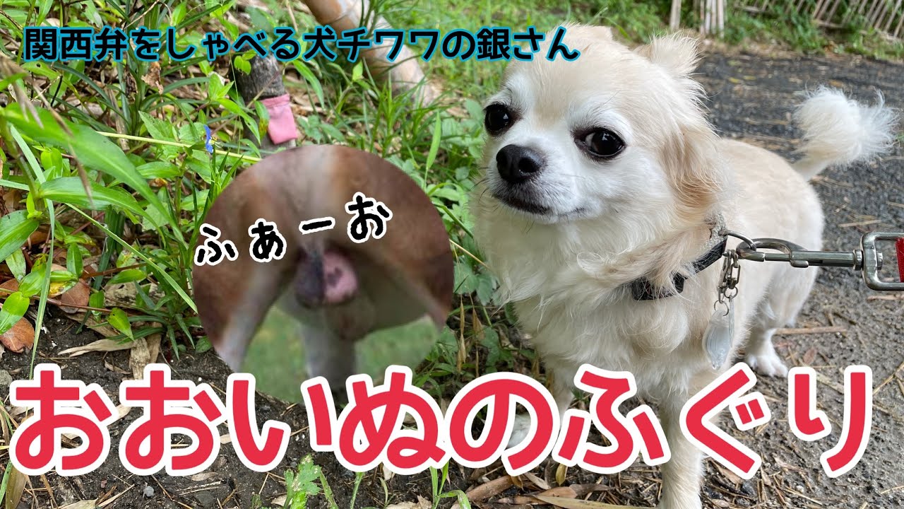 関西弁をしゃべる犬 チワワの銀さん おおいぬのふぐりに同情する てか僕のふぐりどこいったん おしゃべりペット Youtube 関西弁をしゃべる犬 チワワの銀さん おおいぬのふぐりに同情する てか僕のふぐりどこいったん おしゃべりペット Youtube