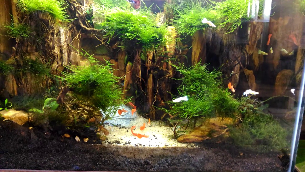 Aquascape YouTube