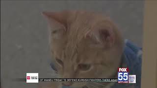 SPCA seeking help for pets