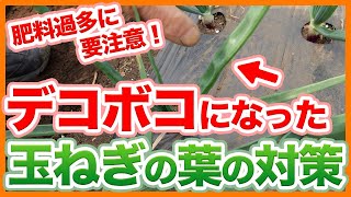 How to resolve uneven leaves due to excessive fertilizer in onion cultivation !