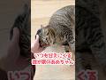 飼い主＜＜＜＜＜ごはん な猫。 #保護猫 #猫のいる暮らし #cat #shorts