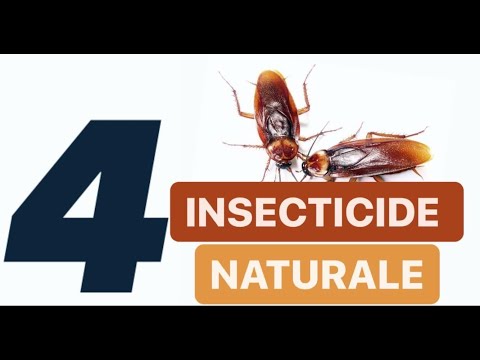 CUM SCAPI DE GANDACI IN 4 ZILE cu insecticide naturale