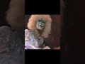 ルーク篁 LUKE TAKAMURA 80「聖飢魔II SEIKIMA-II / 闘う日本人」J-Metal GuitarSolo ギターソロ切り抜き ジャパメタ #Shorts