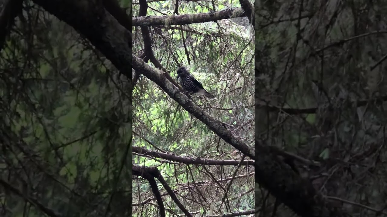 🔴Rare footage of Spotted nutcracker 