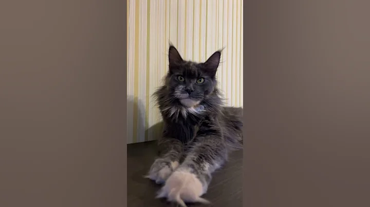 Watch the video about Elizabeth #mainecoon #kitty #mainecoonkitten #bigcat #cat
