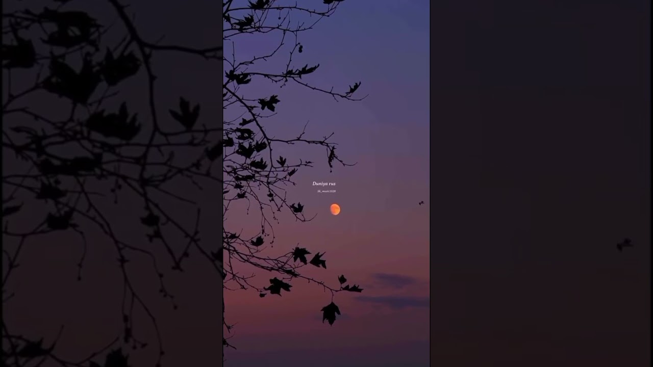 Love Ek Danta Apun Ka Tere Pe Haq Banta - Hindi Status Tube