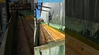 High-Tech Anti-Termite Wood Treatment Process 🔥