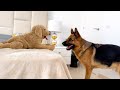 German Shepherd Pranked by Fake Puppy of a Golden Retriever