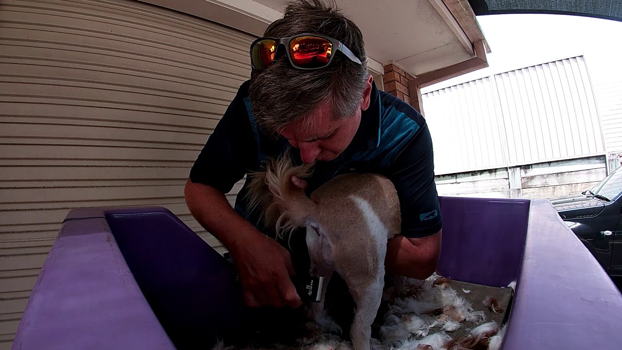 Redlands Gog Grooming YouTube