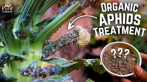 How To Get Rid of Aphids On Plants? (4 EASY STEPS)