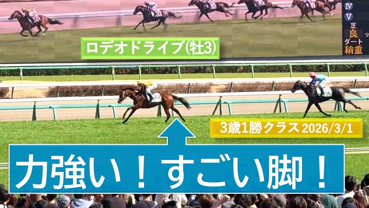 2026年3月1日 | 中山7R 3歳1勝クラス | ロデオドライブ | スペルーチェ | マーゴットブロー | 現地レース映像 | 中山競馬場 | スマシ観戦 | 芝1,600