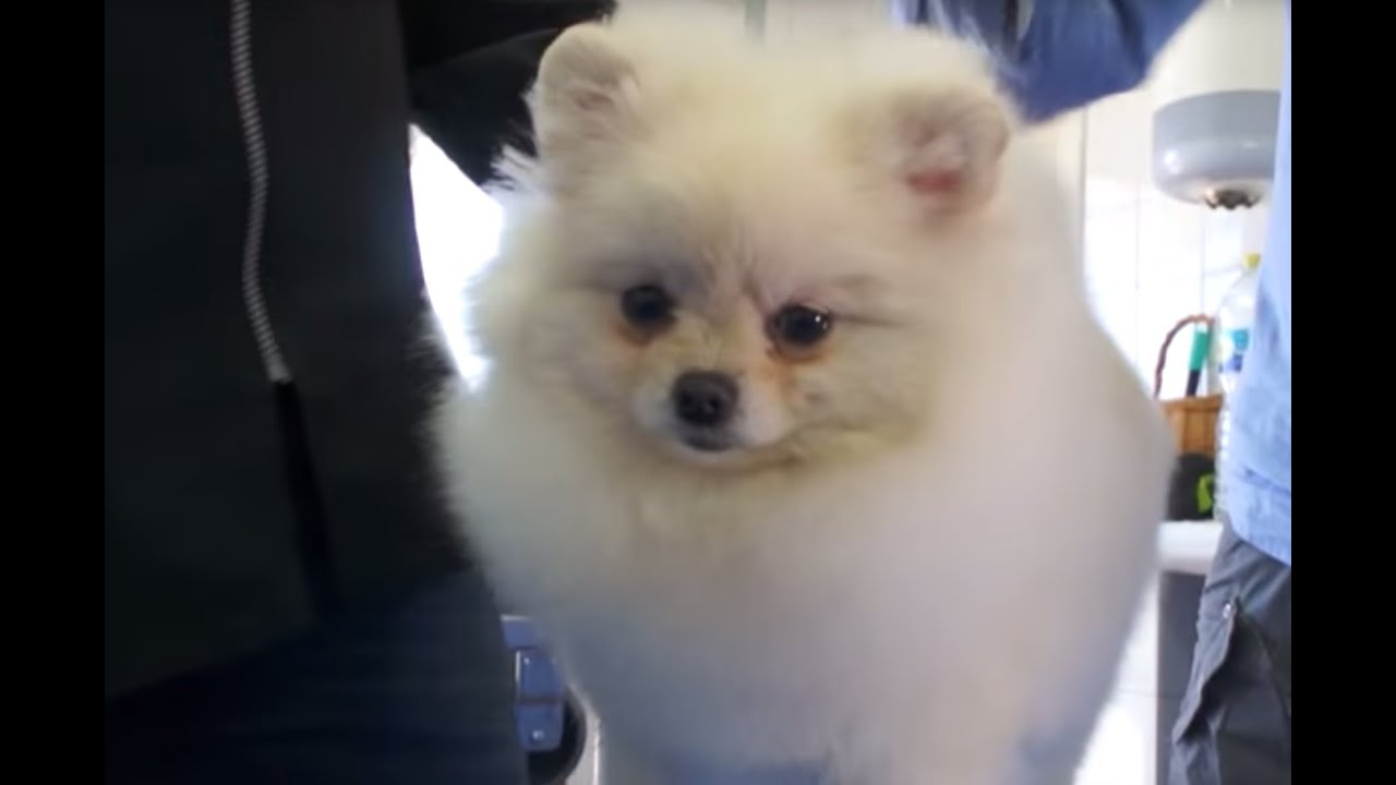 DOGS: Little lion Pomeranian dog, bath and grooming -