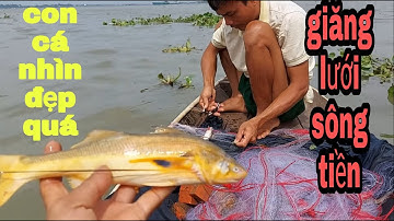 Cùng Anh Cửu Khai Trương Lưới Cá Sác Đầu Năm Mới Cá Dính Thấy Ham # SĂN BẮT ĐỒNG THÁP #