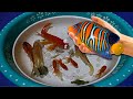 Dwarf Gourami Molly Carp Fish Guppy Pleco Koi Catfish Goldfish Angelfish Betta animals Videos