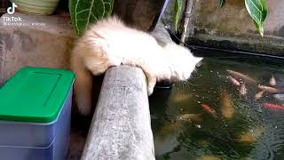 Cute cat talking to fish 💖#shorts by CutieCats 34 views 2 years ago 12 seconds