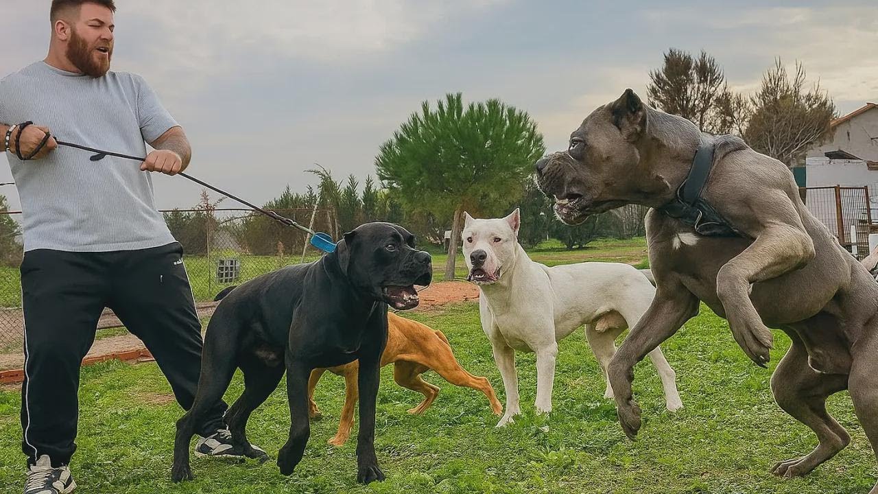 카네 코르소 헥터 vs 도고 타이슨, 핏불 가족의 진짜 강자 대결!