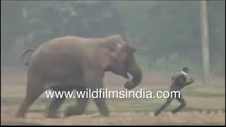 Elephant chases farmers off their fields in Odisha : high speed pachyderm - human race