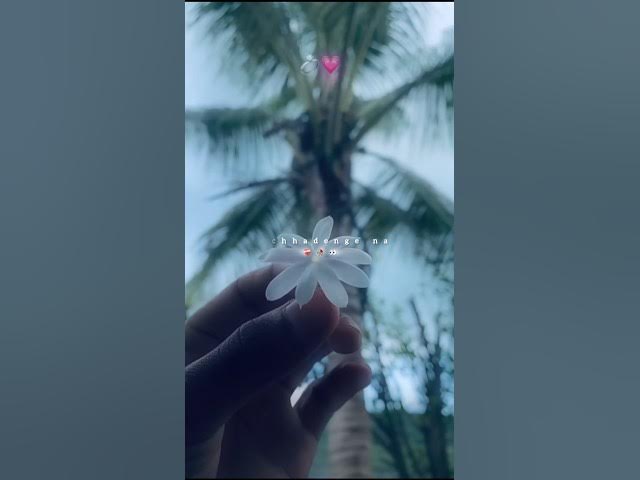 Dekhte Dekhte Song | Status Video | Lyrics Video |#shorts #ytshorts #trending #songs