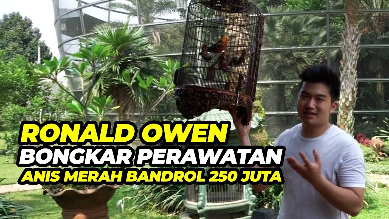 RONALD OWEN Bongkar Rahasia Perawatan Anis Merah CASSANOVA Bandrol 250 JUTA