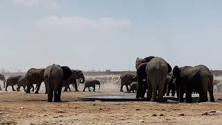 Okawao Waterhole in Etosha National Park (Namibia)