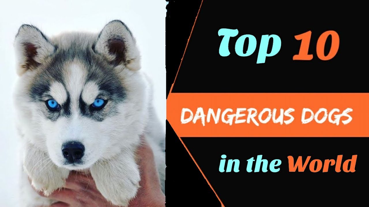 Top 10 Dangerous Dogs In The World YouTube