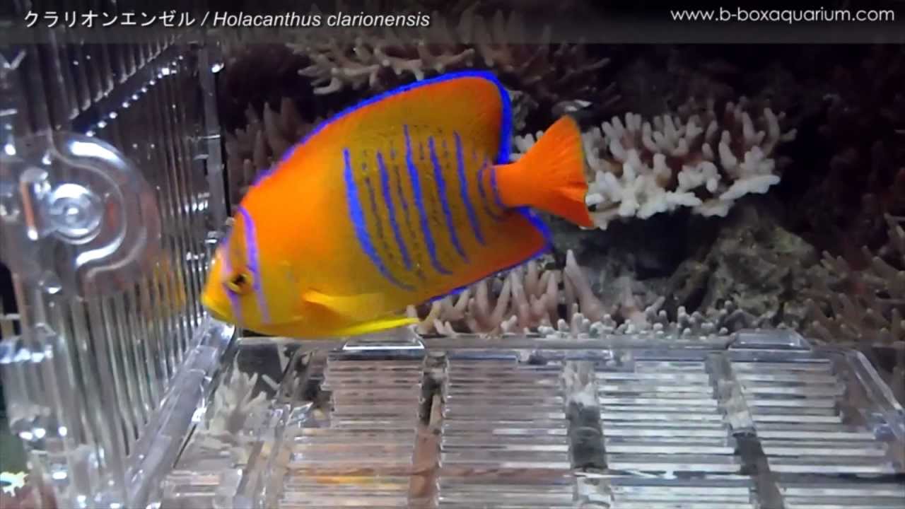 Marine クラリオンエンゼル Holacanthus Clarionensis Youtube