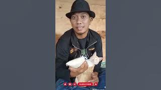 LAGU PETANI ELHAN ZAKARIA