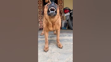 dog sound dog barking loud#shorts #viralshorts #trendingshorts