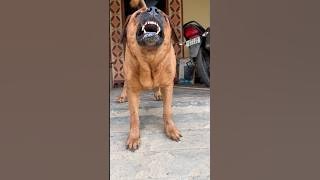 dog sound dog barking loud#shorts #viralshorts #trendingshorts