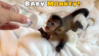 MY NEW BABY MONKEY! I CAN'T BELIEVE THIS...