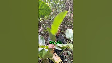 Cách sơ cứu rắn cắn #rancan #namduoccaosan