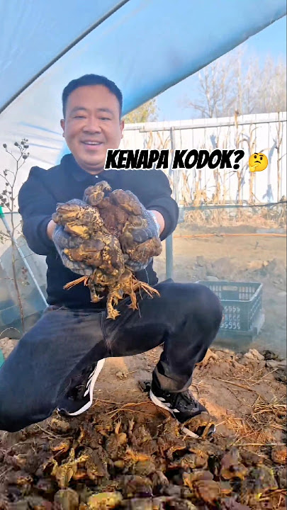 Kenapa Kodok Kini Jadi Favorit Petani China?