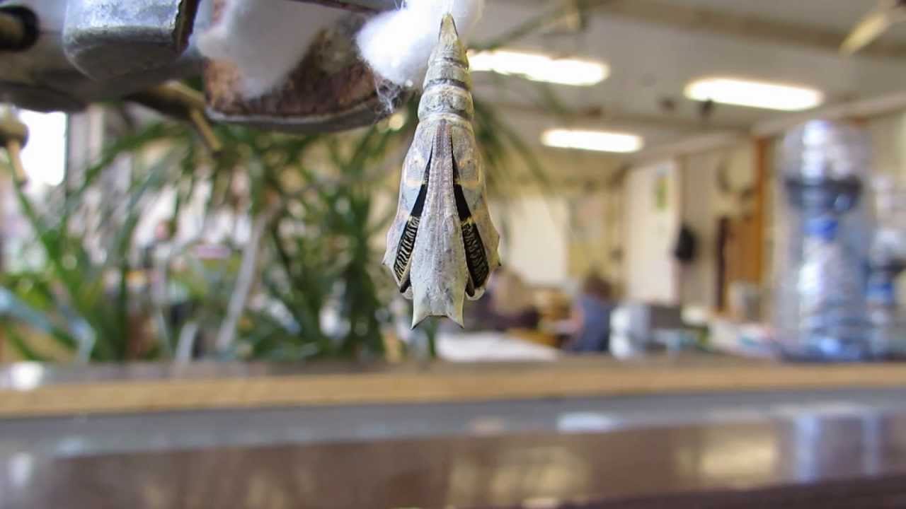 Ontpopping Dagpauwoog Lyceum Aalst