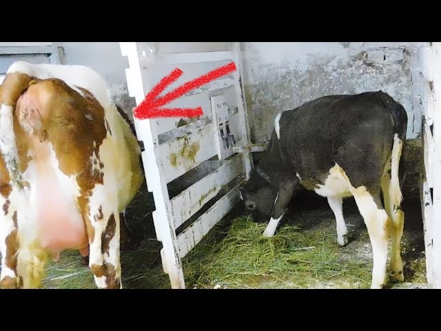 Як розпізнати ознаки народження у корови?