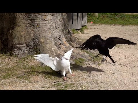 ГОЛУБИ В ДЕЛЕ! Голуби против ворон, белок, кота, петуха и даже сокола!