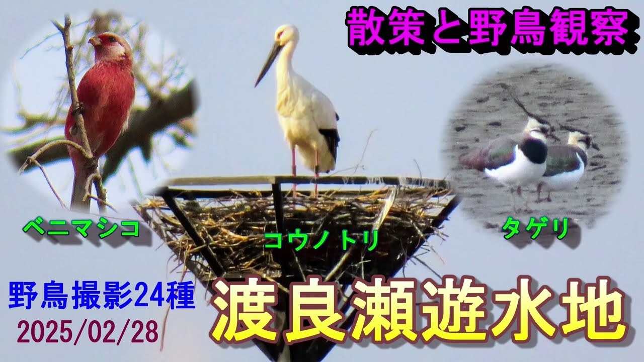 散策と野鳥観察 】 渡良瀬遊水地 コウノトリ、ベニマシコ