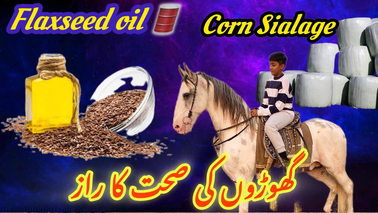 Ghory ki sehat ka raz | purchase Alsi Oil for Horses 🐴 | - YouTube