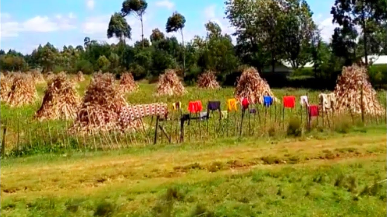 Authentic Kenyan🇰🇪Countryside Life//Never seen Organic Pumpkin,Rosemary Milk Tea Cooked🔥This Way