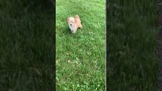 Joy Micro Mini Goldendoodle - Family Bred Puppies