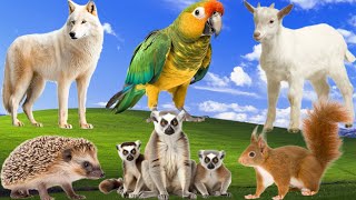 Learning Animal Sounds - Wolf, Parrot, Goat, Peasant, Hedgehog, Lemur, Squirrel - Cute Animals