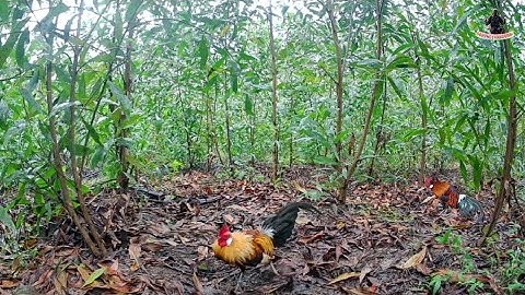 Bẫy gà rừng | Mồi chuối thu phục bổi tơ.