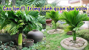 Cách mua cau lùn F1 chuẩn chất lượng đơn giản không phải ai cũng biết